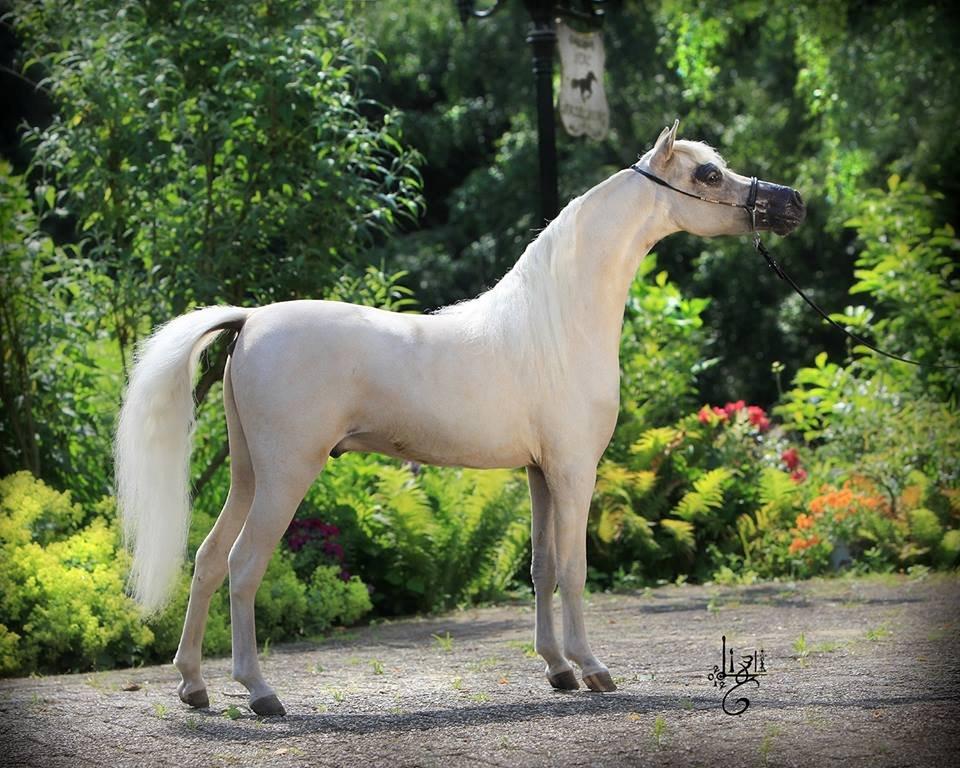 Amerikansk Miniature SHM Westernboys European Idol billede 9