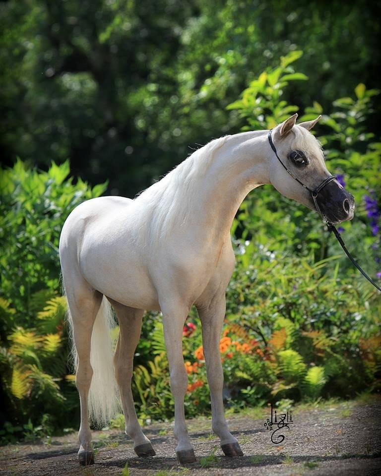 Amerikansk Miniature SHM Westernboys European Idol billede 11