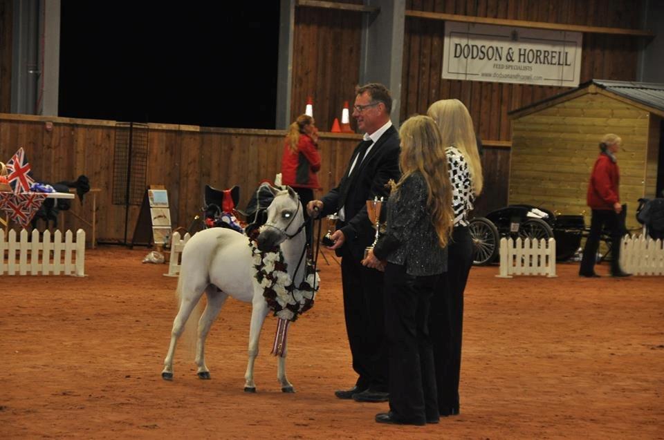 Amerikansk Miniature SHM Westernboys European Idol billede 12