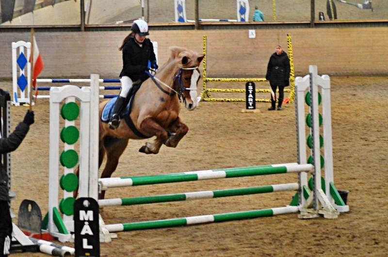 Anden særlig race Chance - LD i hammerum<3 billede 7