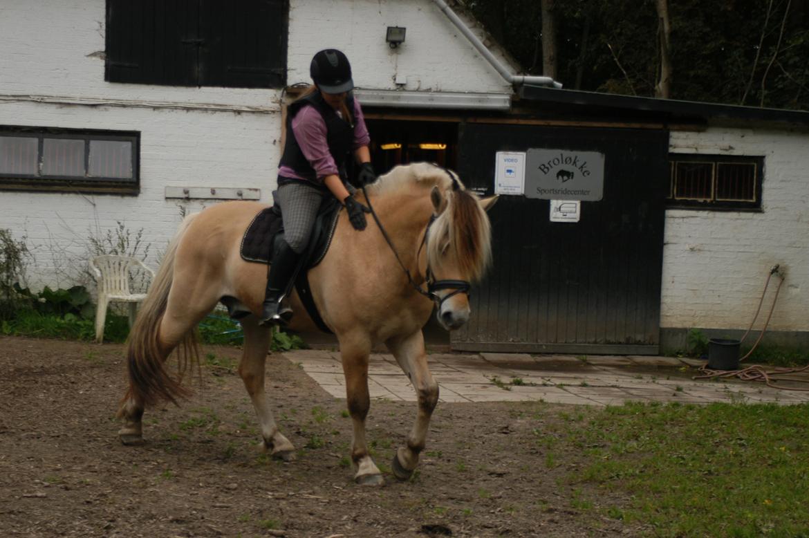 Fjordhest KRAGELUNDS TRYM - 23.09.13 billede 12