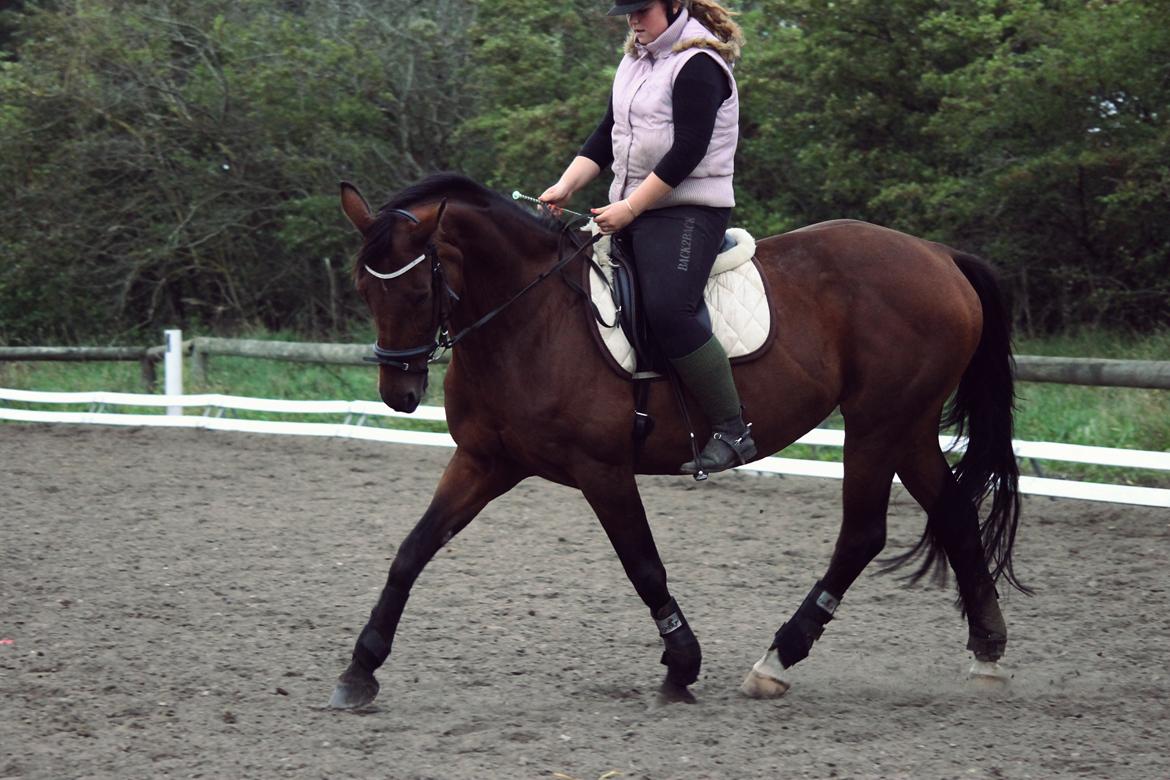 Dansk Varmblod Daniella (Bambi) - 23-09-2013  
 billede 7