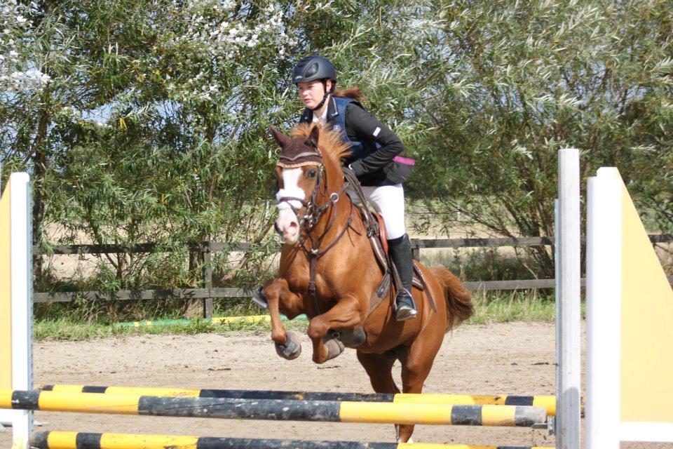 Belgisk Sportspony Ratina billede 6