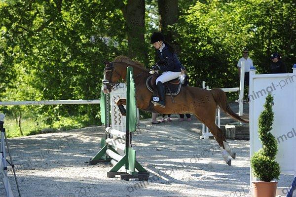 Belgisk Sportspony Ratina billede 4