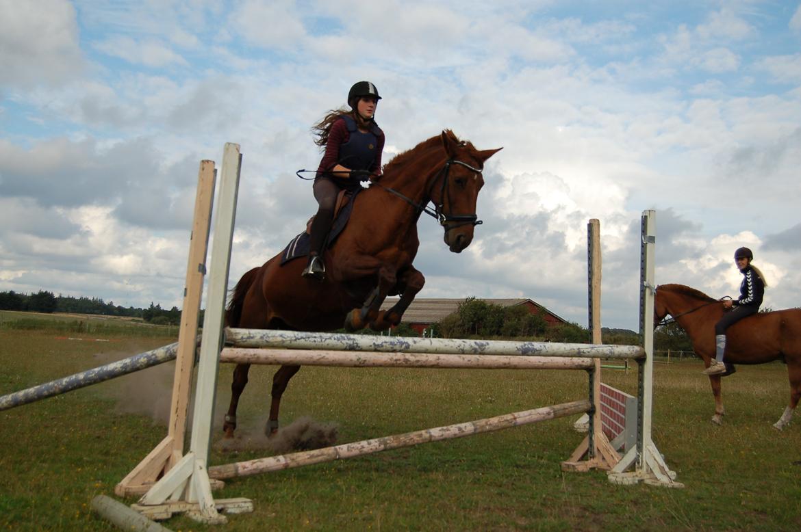 Anden særlig race Charming Sahlina - 90 i okser billede 10