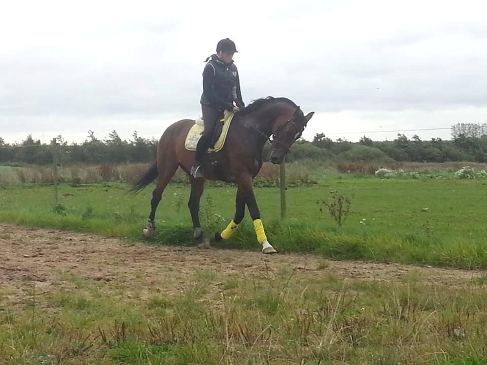 Dansk Varmblod Gørklintgårds Capana billede 8