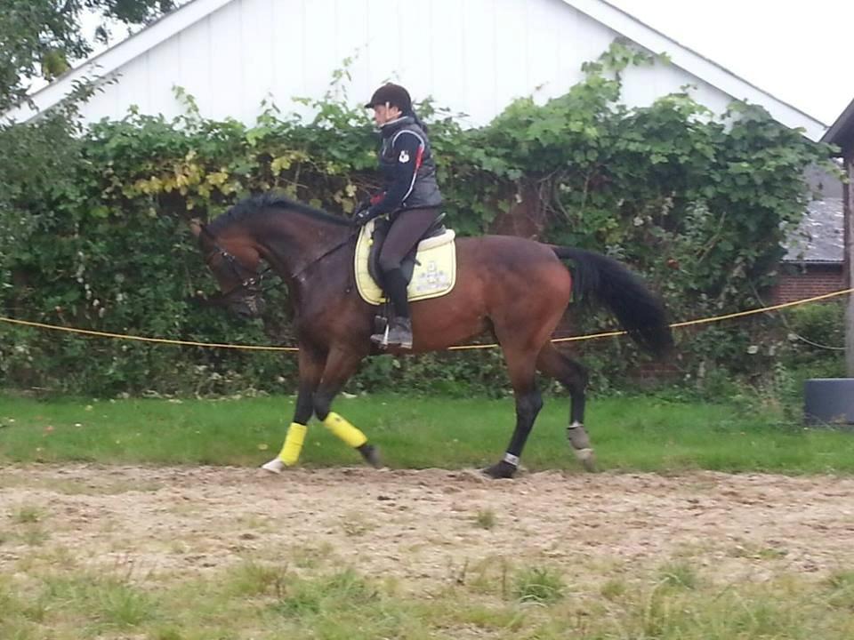 Dansk Varmblod Gørklintgårds Capana billede 6