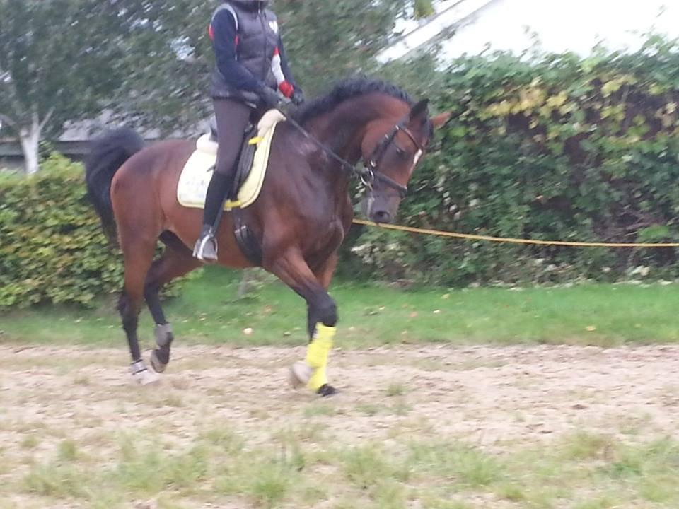 Dansk Varmblod Gørklintgårds Capana billede 12