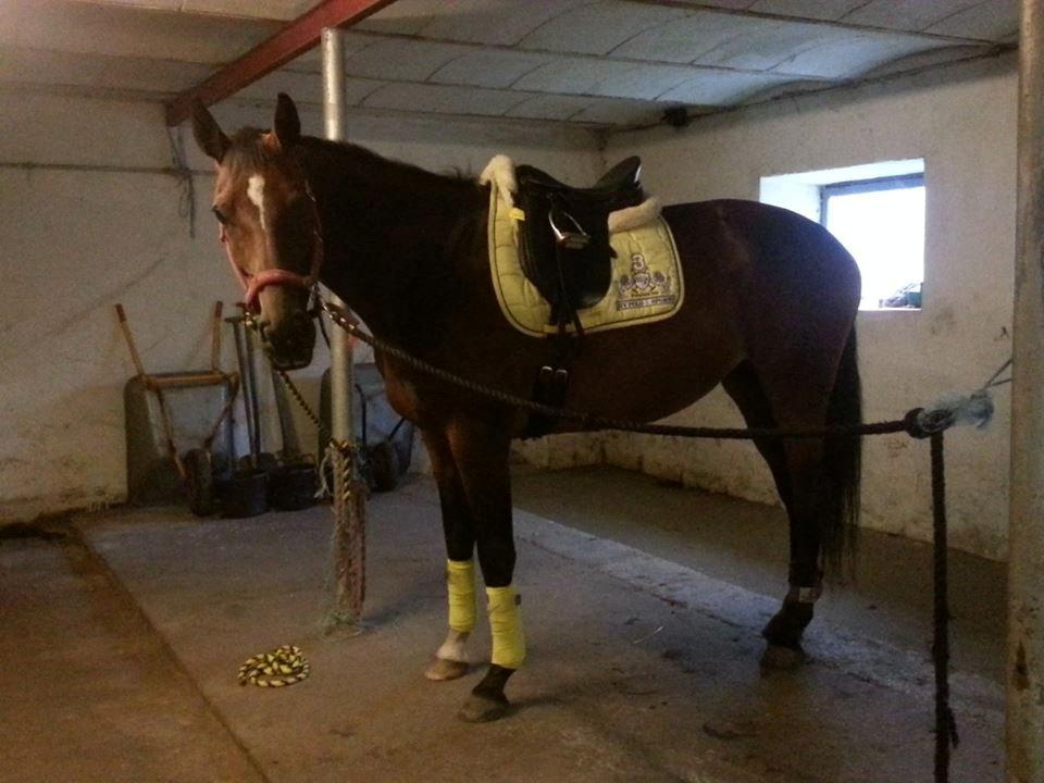 Dansk Varmblod Gørklintgårds Capana billede 3