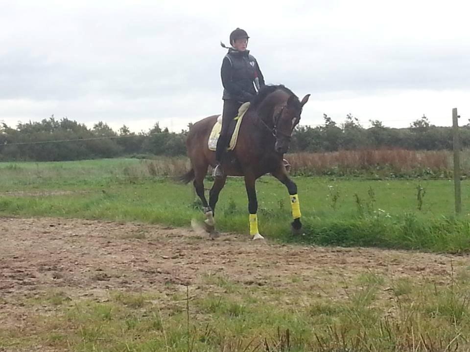 Dansk Varmblod Gørklintgårds Capana billede 13