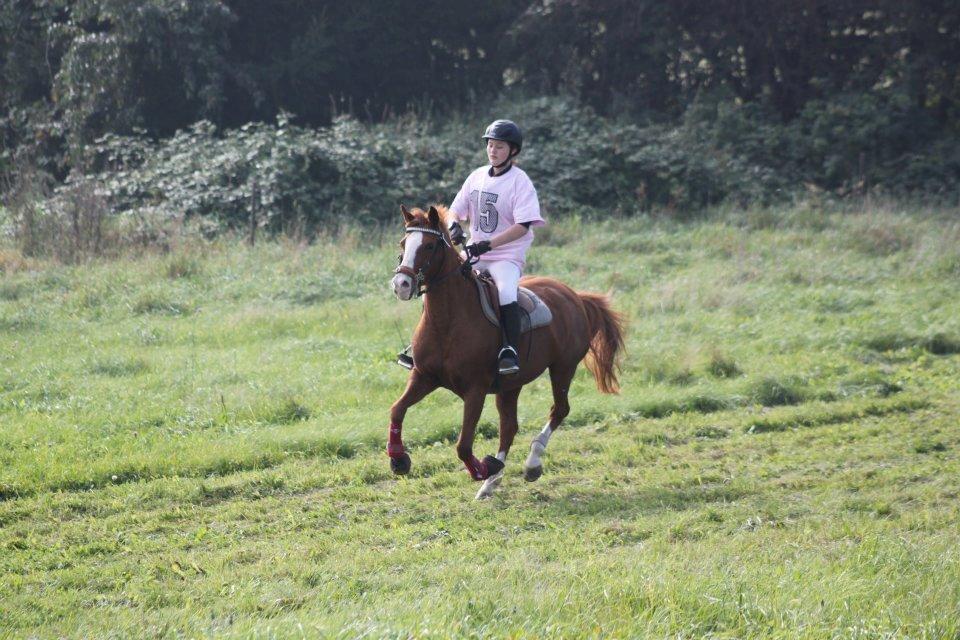 Belgisk Sportspony Ratina billede 18