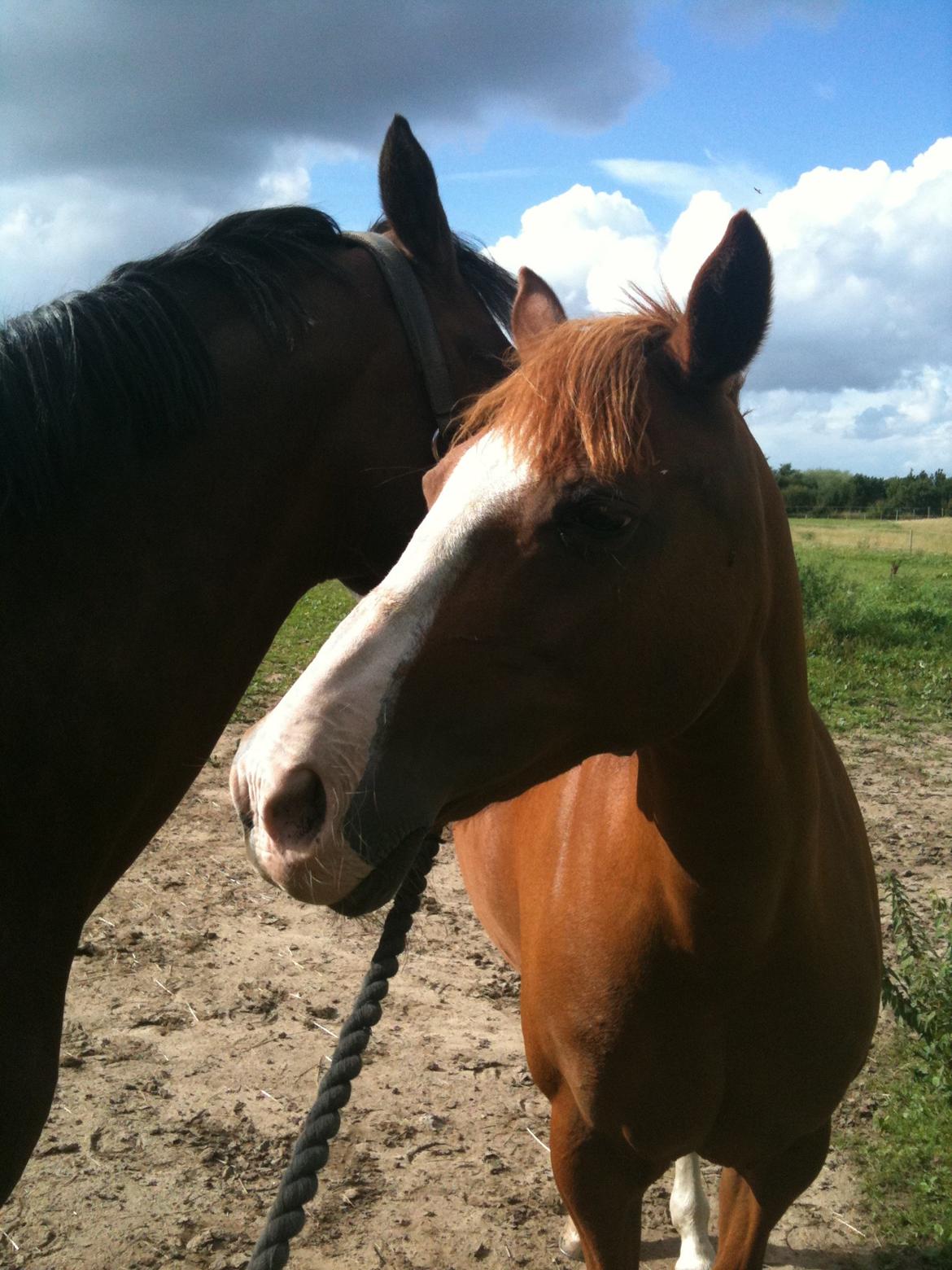 Belgisk Sportspony Ratina billede 23