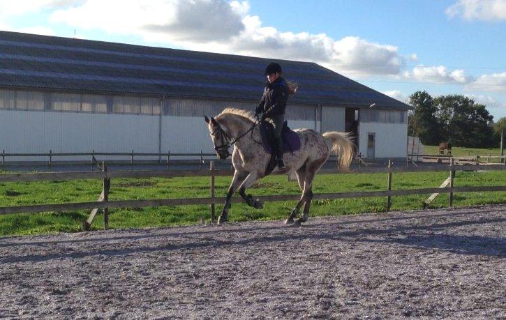 Appaloosa Cassiopaia - Træning d. 23/9-13. Fantastiske hest! billede 19