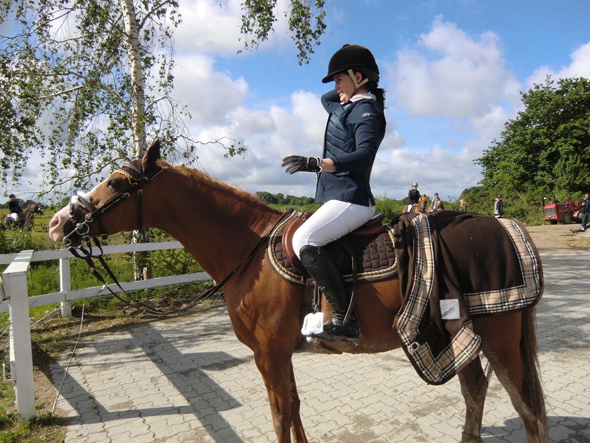 Belgisk Sportspony Ratina - Elsker det her billede for vi gør lidt af det samme hehe billede 25