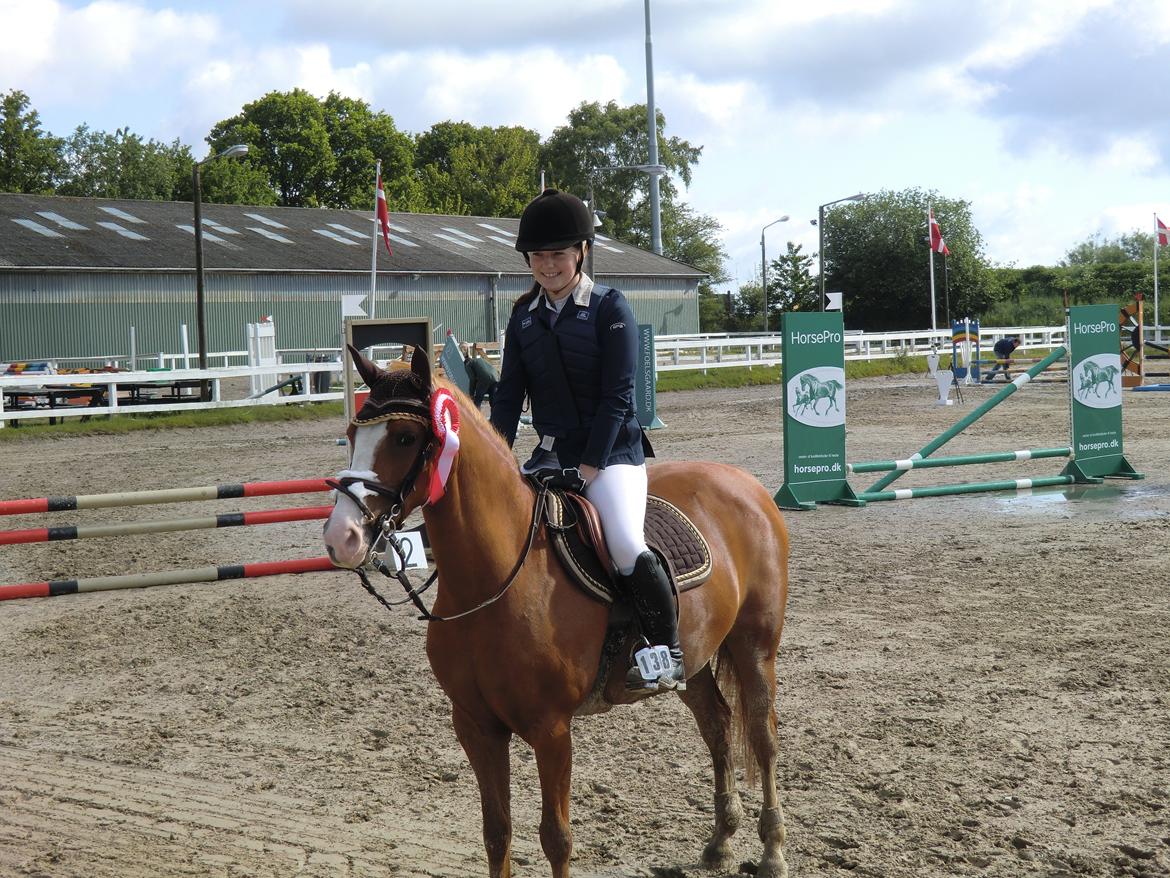 Belgisk Sportspony Ratina billede 1
