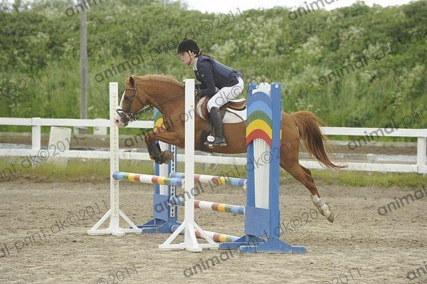 Belgisk Sportspony Ratina billede 11