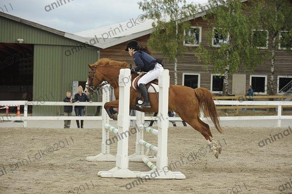 Belgisk Sportspony Ratina billede 10