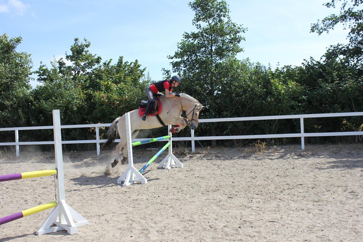 Fjordhest Fønix Elsa - Springtræning hjemme. billede 7