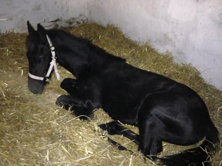 {{currentPhoto.altText}} billede {{currentPhoto.number}}