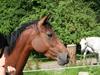 DSP Hesselholts Emily - SOLGT [Tidl. hest]