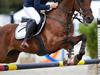 Tysk Sportspony Marienhof's Nosy Nobby