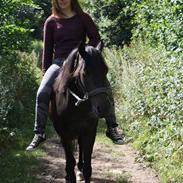 Anden særlig race Casami