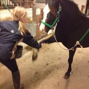 Welsh Pony af Cob-type (sec C) gribsvads leading rosina