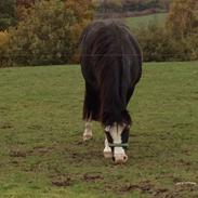 Welsh Pony af Cob-type (sec C) gribsvads leading rosina