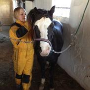 Welsh Pony af Cob-type (sec C) gribsvads leading rosina