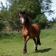 DSP Vasehøjs Thiara