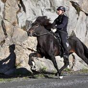 Islænder Andi fra Folkenborg