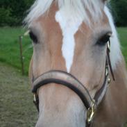 Haflinger Nikita