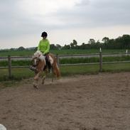 Haflinger Nikita