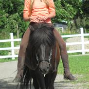 Islænder Fálki R.I.P<3