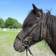 Islænder Fálki R.I.P<3