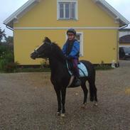 Welsh Pony (sec B) Pentino