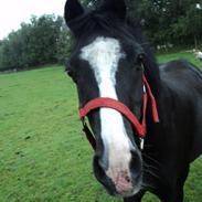 Welsh Pony (sec B) Pentino