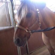 Anden særlig race Cairo<3 (min halvpart<3)