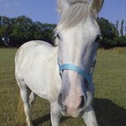 Anden særlig race Gucci (rideskole pony)