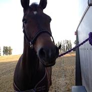 New Forest Fair Choice Paris