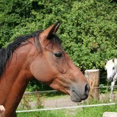 DSP Hesselholts Emily - SOLGT