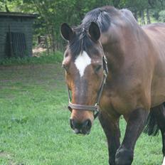 Anden særlig race Damiro Star