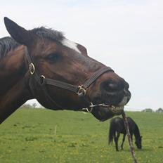 Anden særlig race Damiro Star