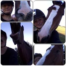 Hollandsk Varmblod Zorbella