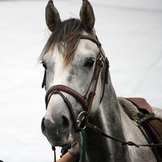 Anden særlig race Østermarkens Chassie (SOLGT)