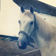 Anden særlig race Nørregårdens Castor