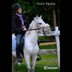 Knabstrupper Dolly !My everything!