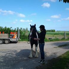 Irish Cob Brinkehøjens Findus