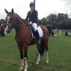 Dansk Varmblod Westergaardens Thesion 