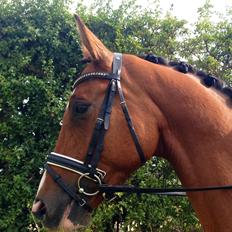 Dansk Varmblod Westergaardens Thesion 